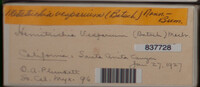 Metatrichia vesparium image